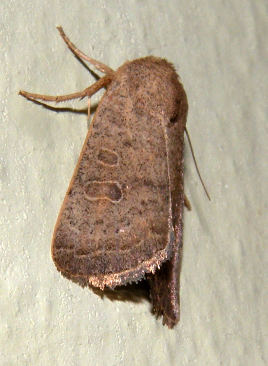 Noctuidae: Hoplodrina blanda?
